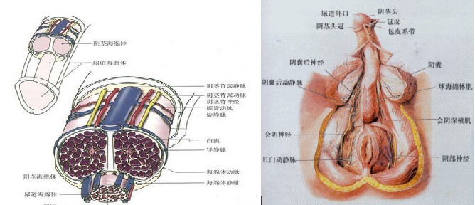 早泄的图谱